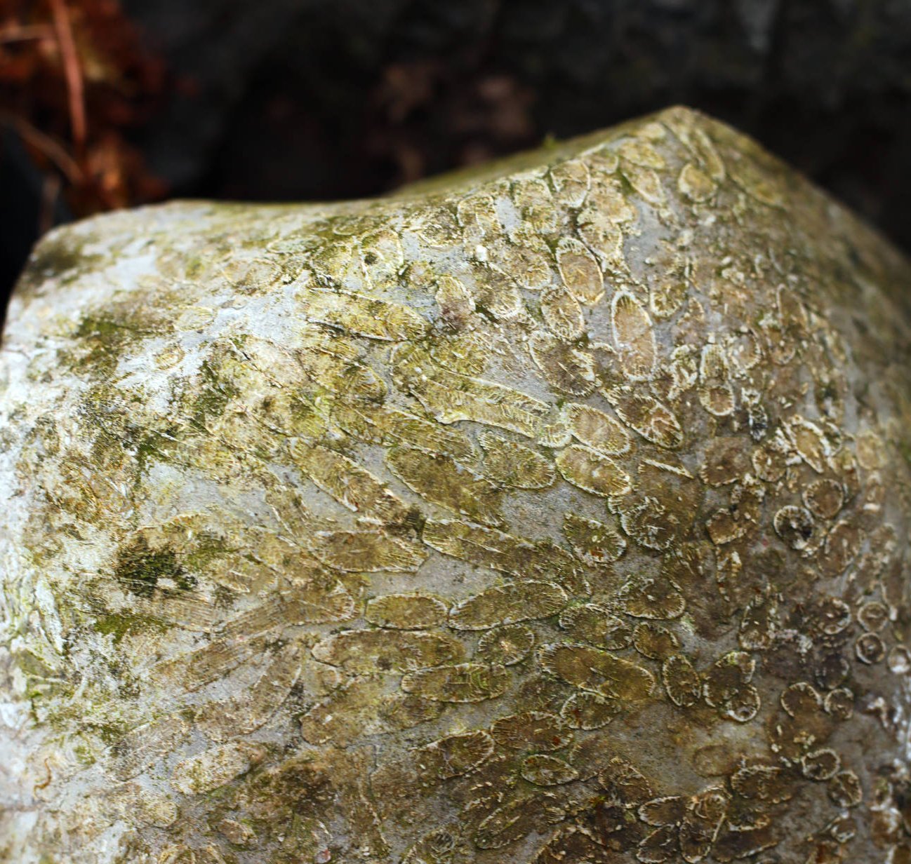Rocky landscape with flora