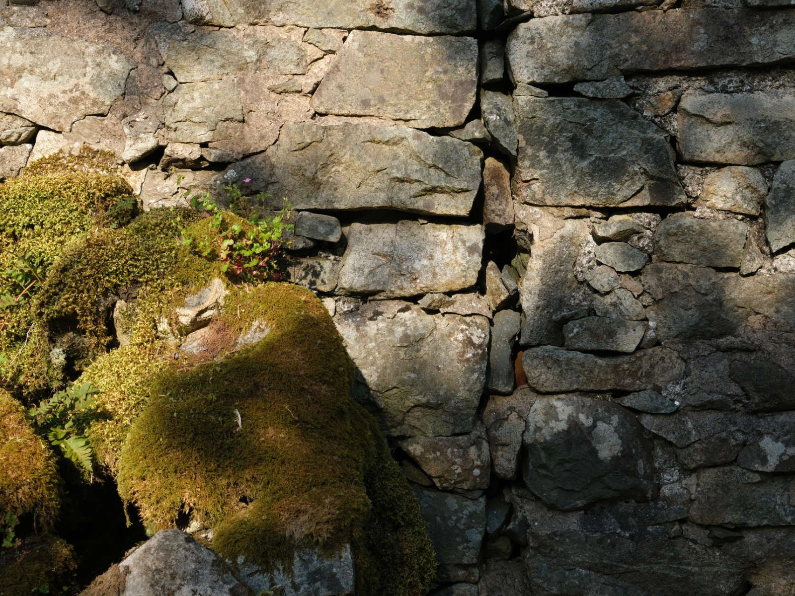 Rocky landscape with flora
